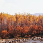Day3 莫尔道嘎森林公园能看到小松鼠🐿_2_记录生活的张小柒_秋景-大兴安岭-国庆特辑-来自52tours 我爱旅游网
